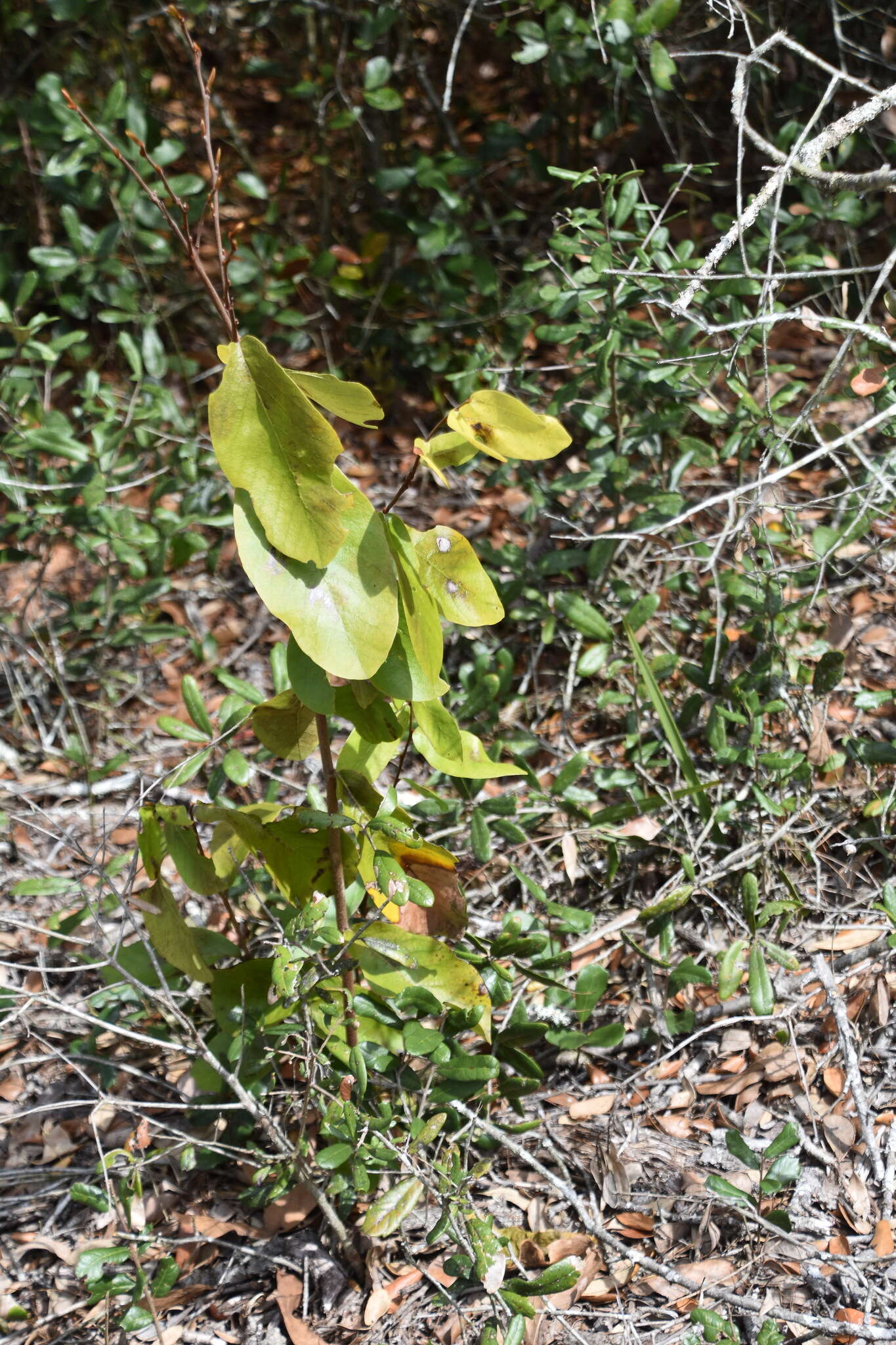 Image of bigflower pawpaw