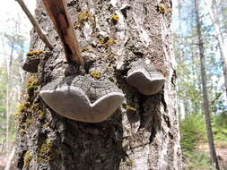 Image of Phellinus tremulae (Bondartsev) Bondartsev & P. N. Borisov 1953