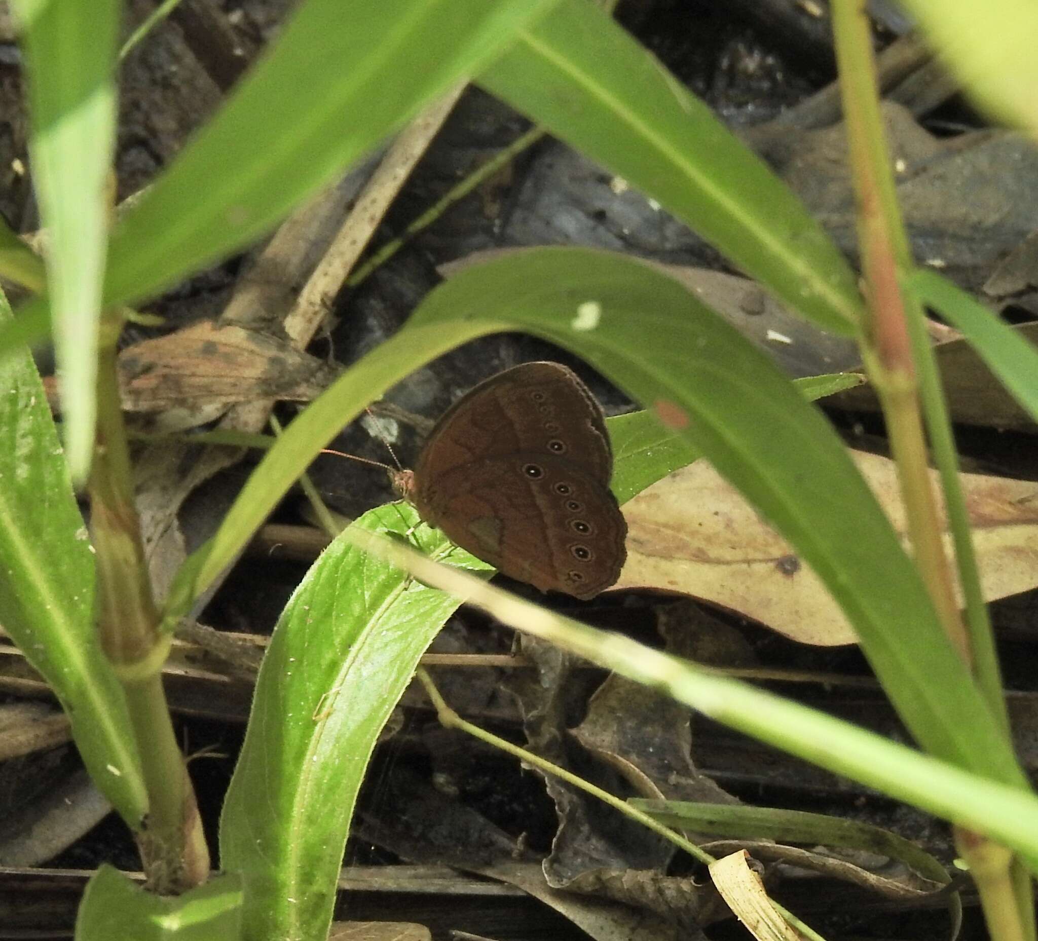 Image of cedar bush-brown