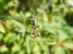 Image of Migrant Spreadwing