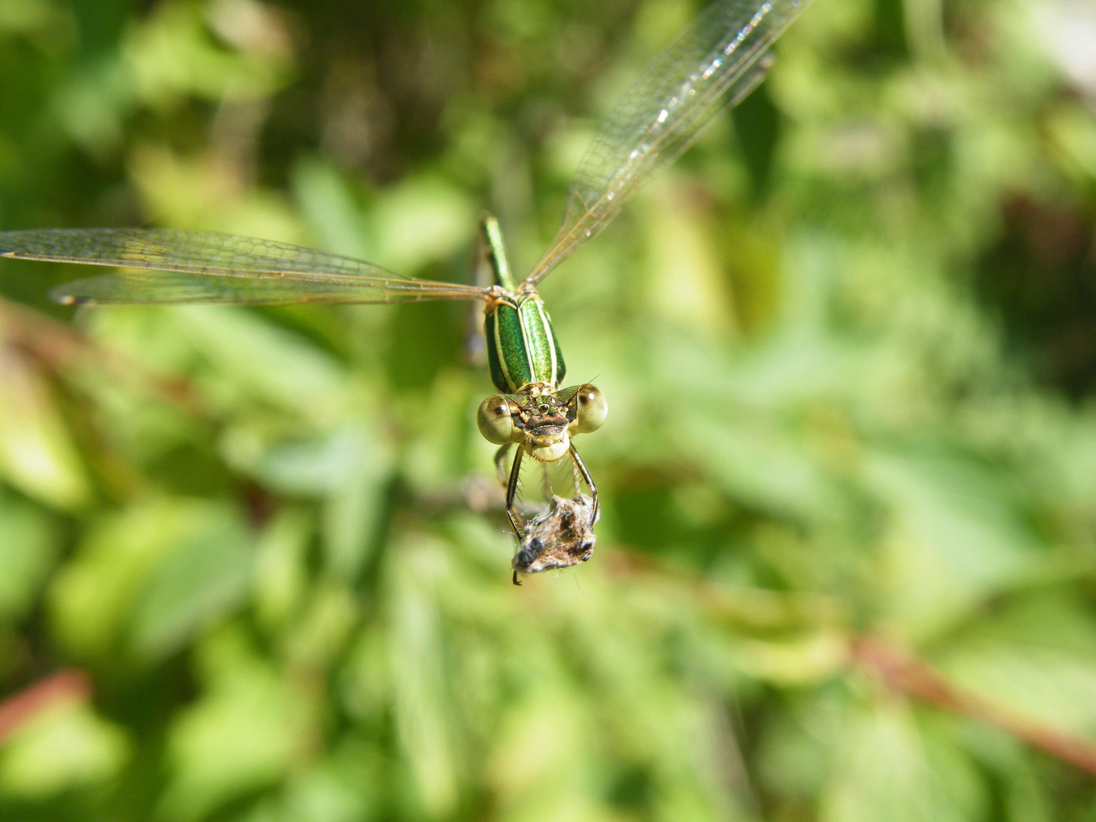 Image of Migrant Spreadwing