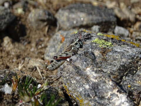 Melanoplus bohemani (Stål 1878)的圖片