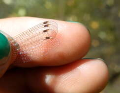 Image of Migrant Spreadwing