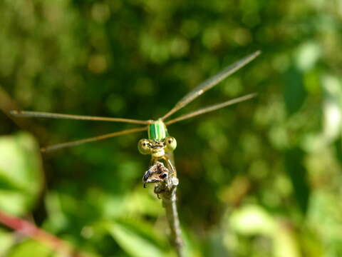 Image of Migrant Spreadwing