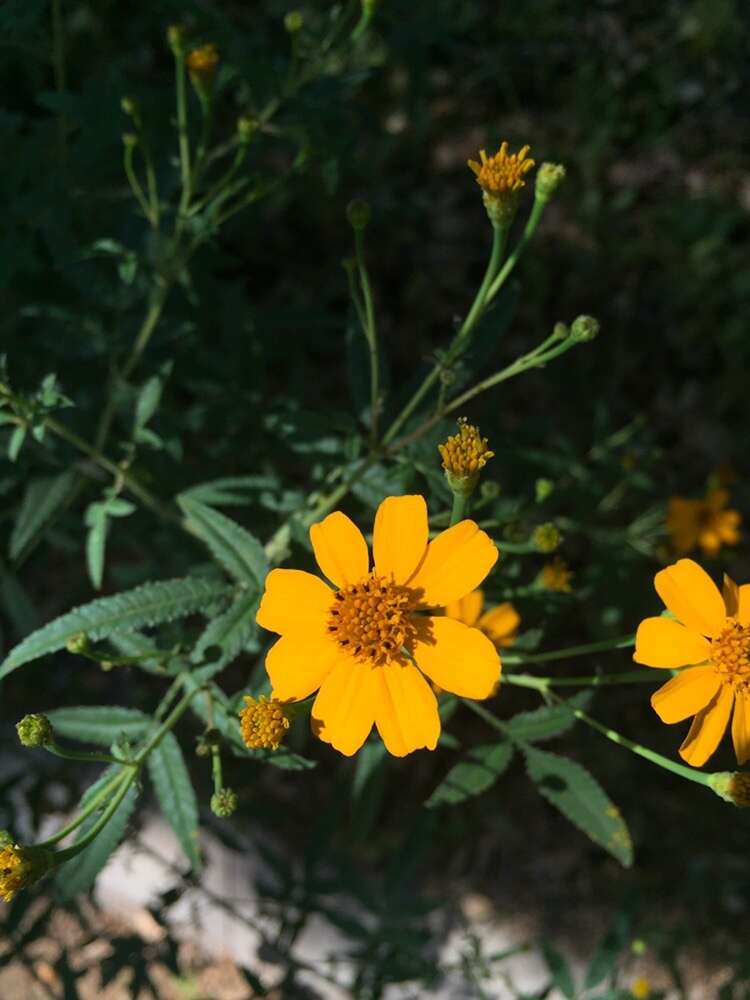 صورة Tagetes lemmonii A. Gray