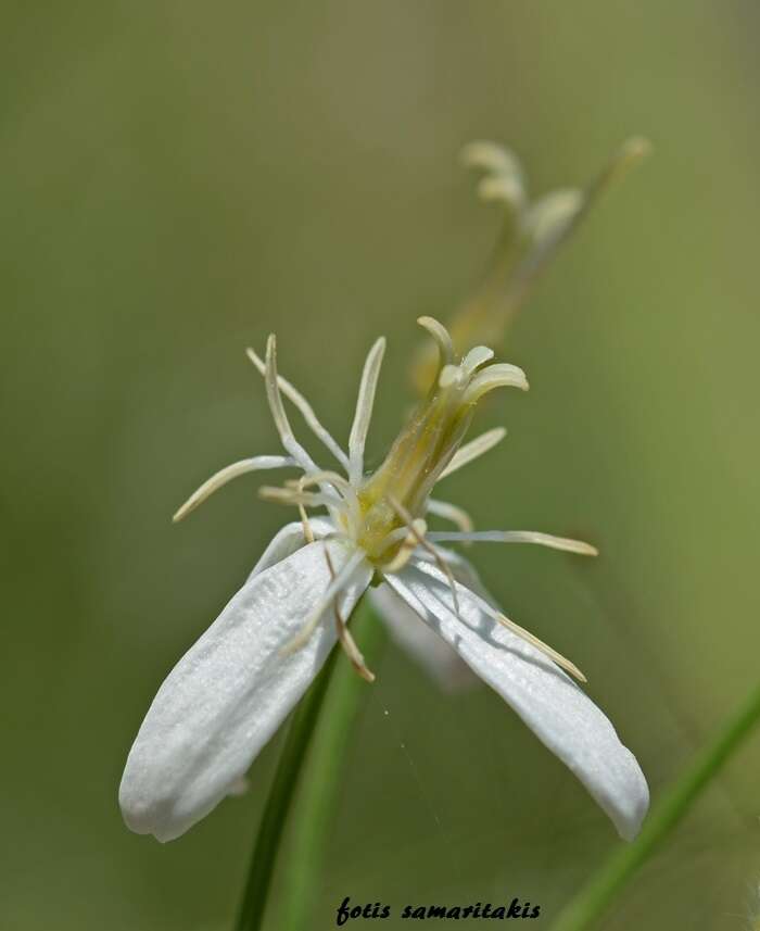 Image of Clematis elisabethae-carolae Greuter