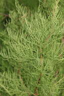 Image of Tamarisk