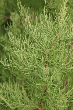 Image of Tamarisk