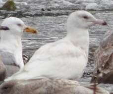 Image of Glaucous Gull