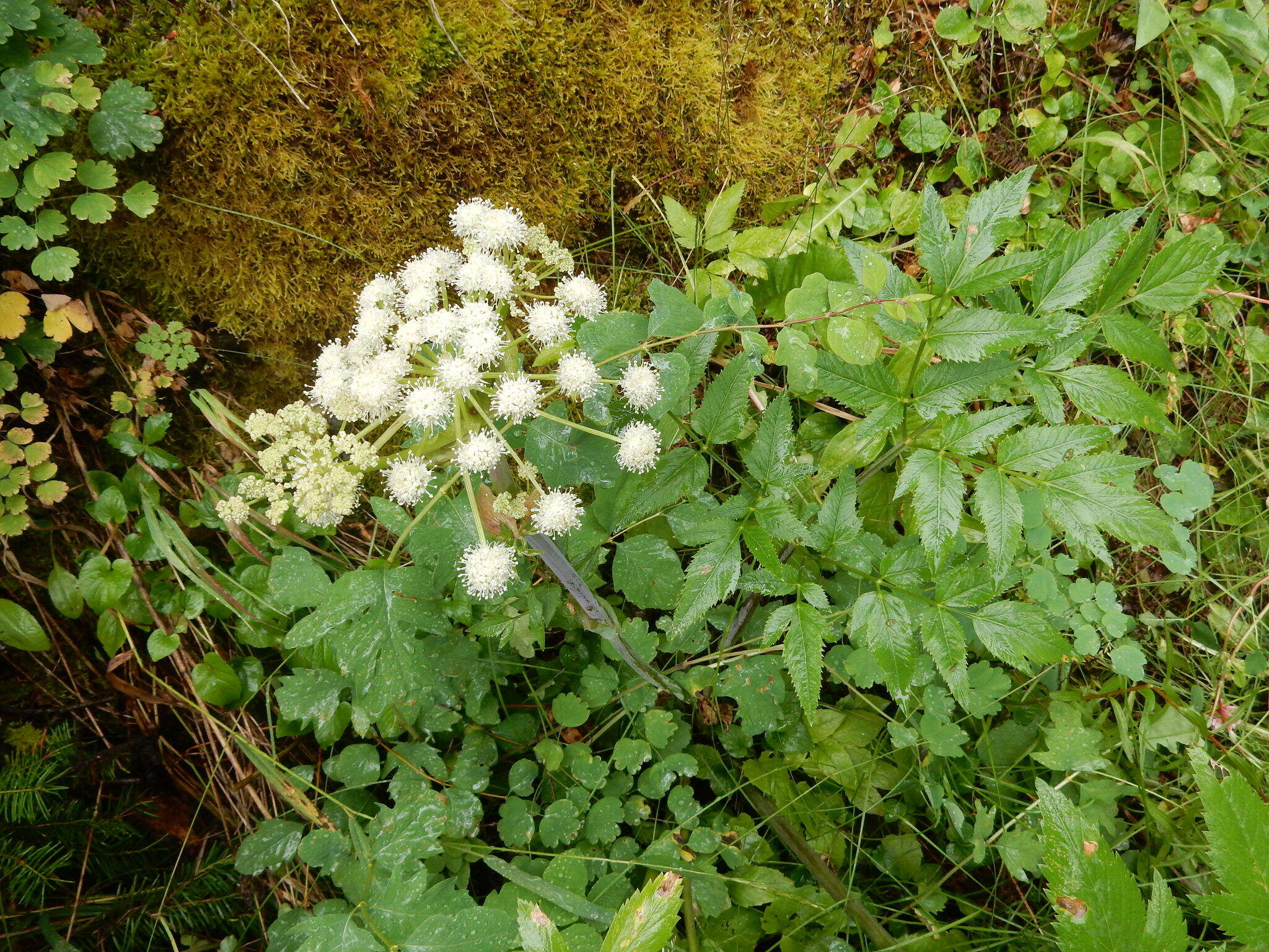 Image of Lyall's angelica