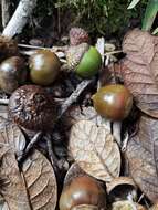 Image of Quercus costaricensis Liebm.