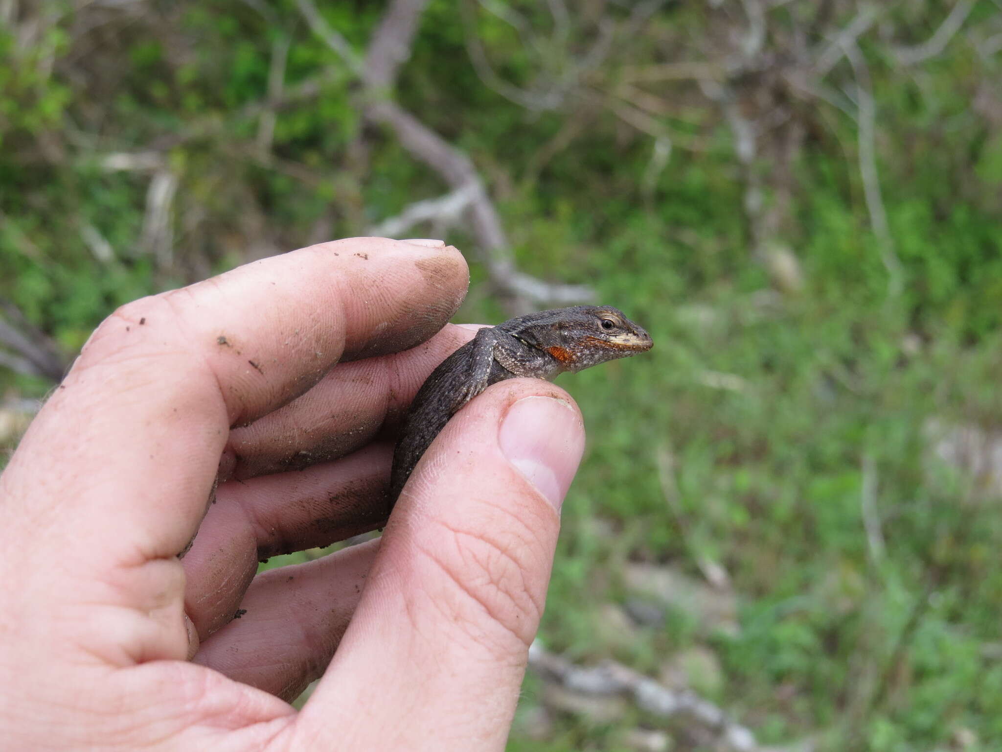 Image of Rose-bellied Lizard