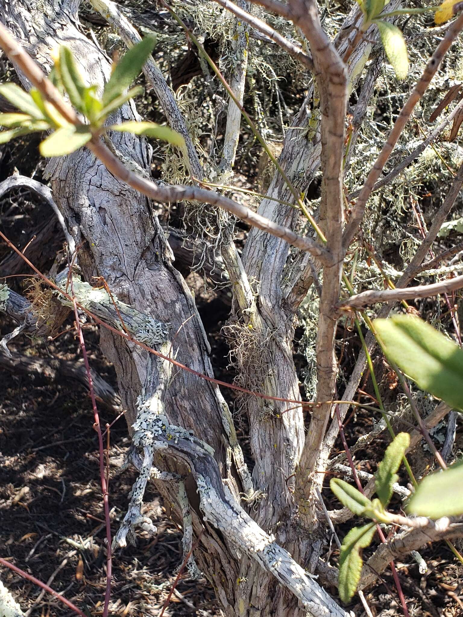 Image of sulcaria lichen