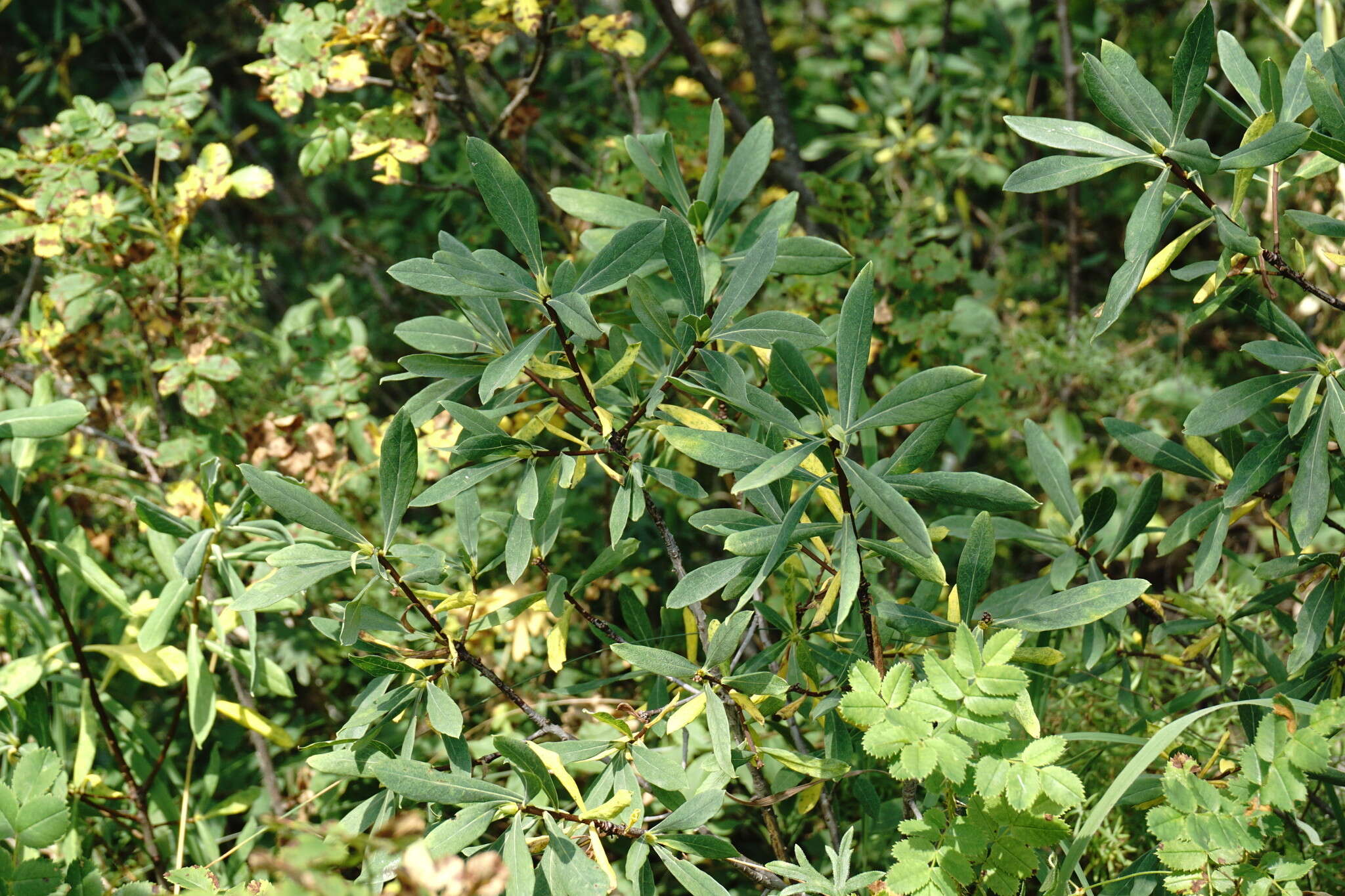 Image of Daphne sophia subsp. taurica (Kotov) J. J. Halda