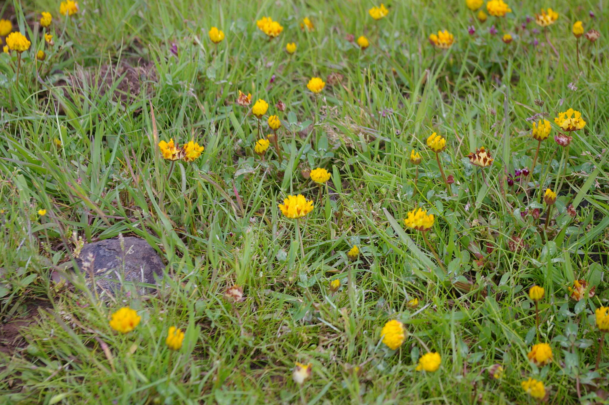 Sivun Trifolium jokerstii Vincent & Rand. Morgan kuva