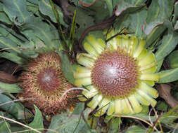 Image de Protea laevis R. Br.