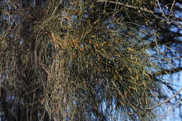 Imagem de Allocasuarina verticillata (Lam.) L. A. S. Johnson