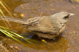 Image de Junco insularis Ridgway 1876