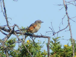 Image of Brown-crowned Tchagra