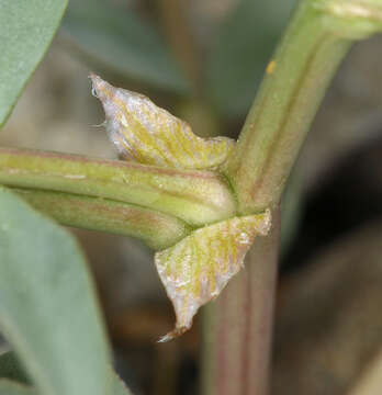 صورة Astragalus cimae var. sufflatus Barneby