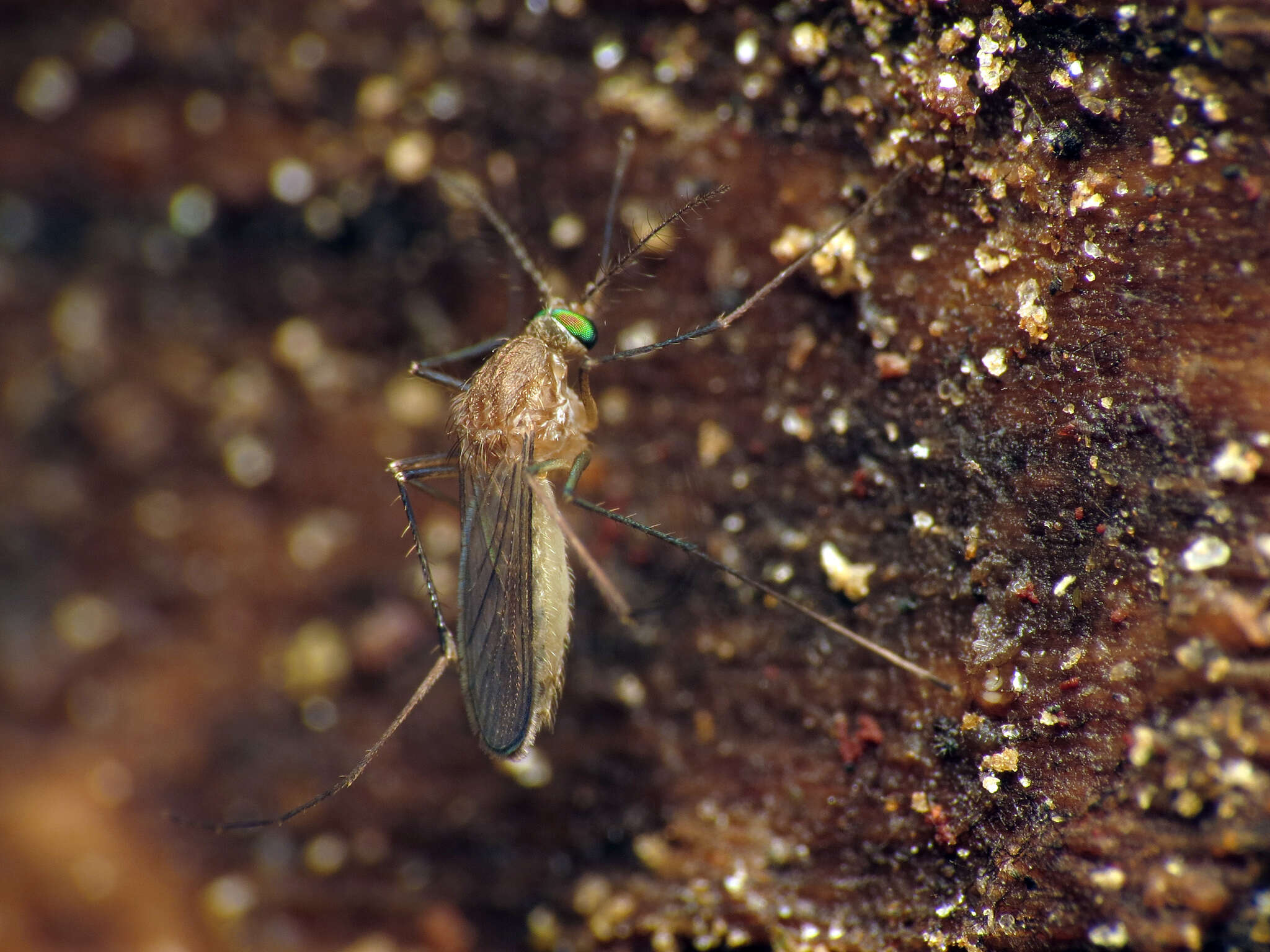 Image de Moustique typique domestique