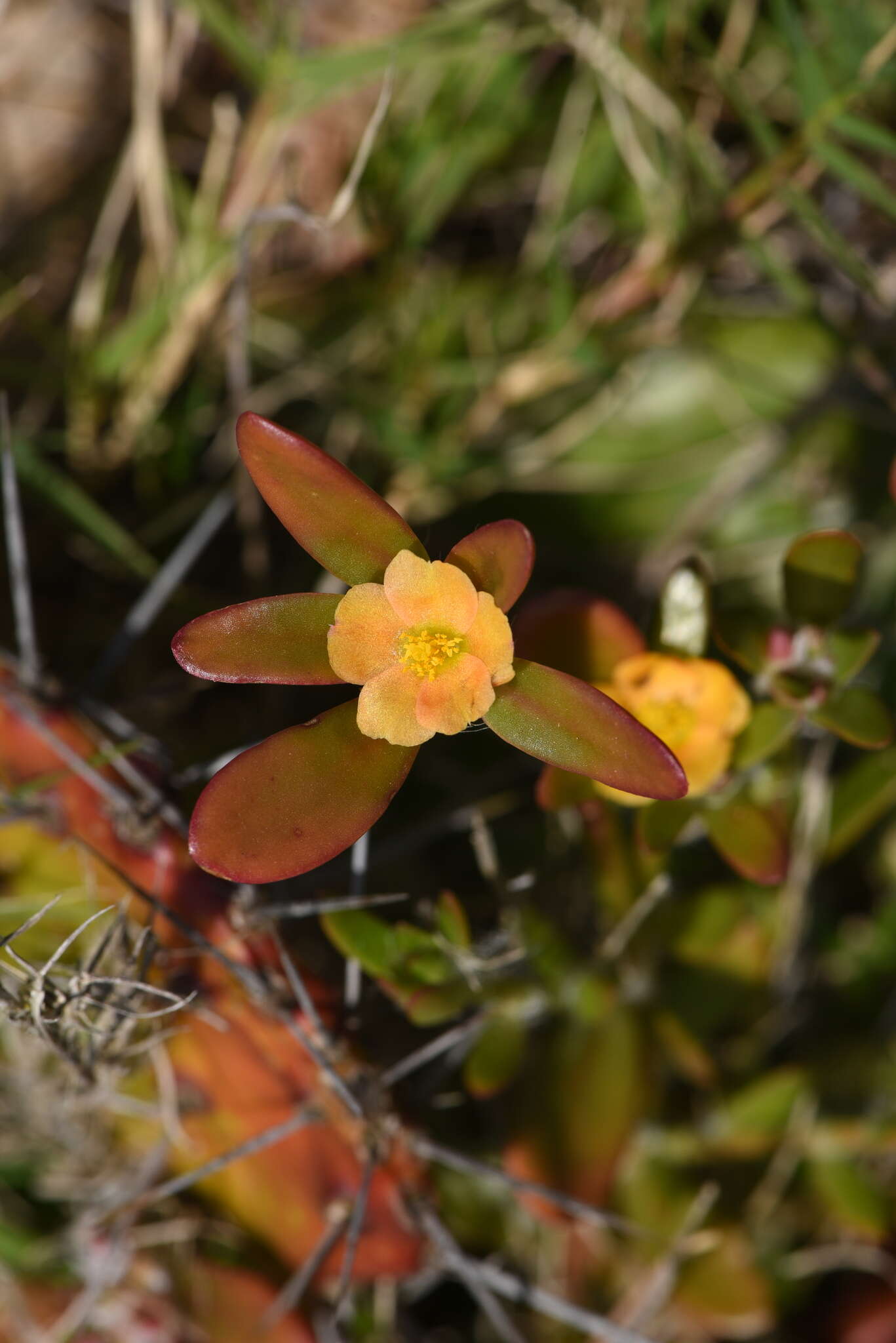 Image of Portulaca cryptopetala Speg.