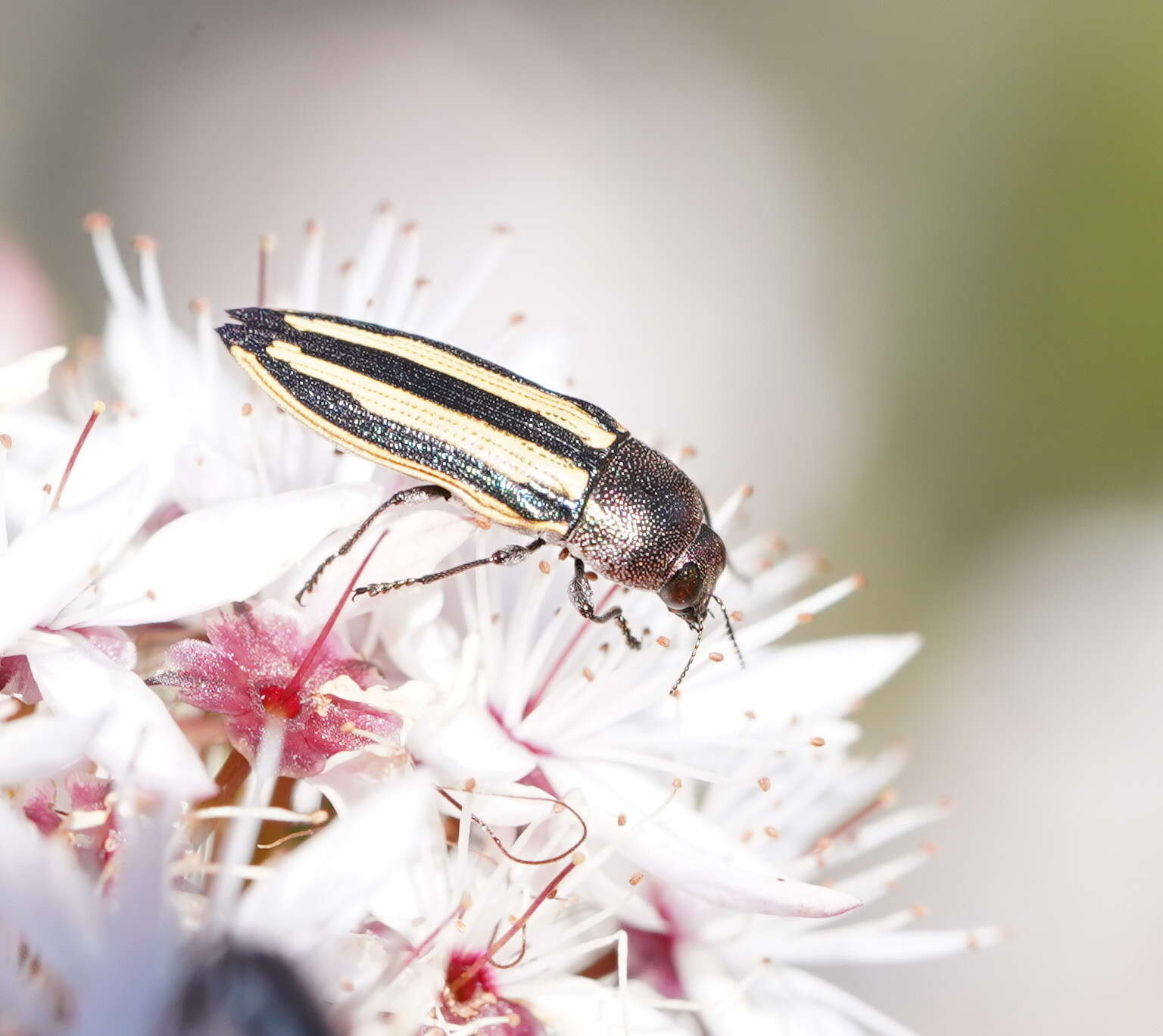 Sivun Castiarina vittata (Saunders 1868) kuva