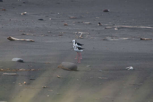 Image of Pied Stilt