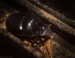 Image of Onthophagus neostenocerus Goidanich 1926