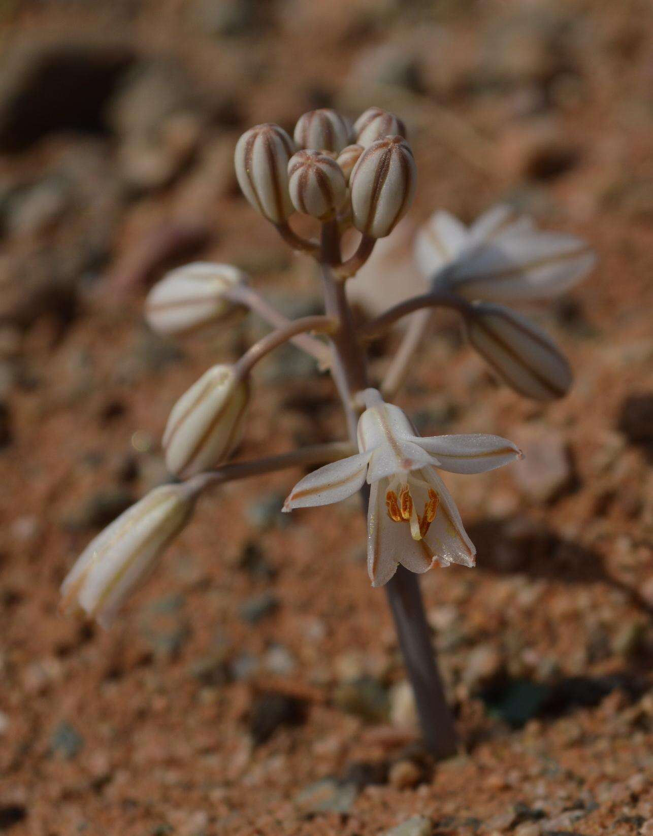 Image of Drimia khubusensis