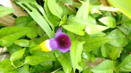 Image de Torenia travancorica Gamble