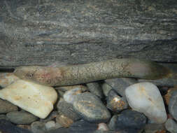Image of Blunt-snouted Clingfish