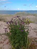 Image of brown knapweed