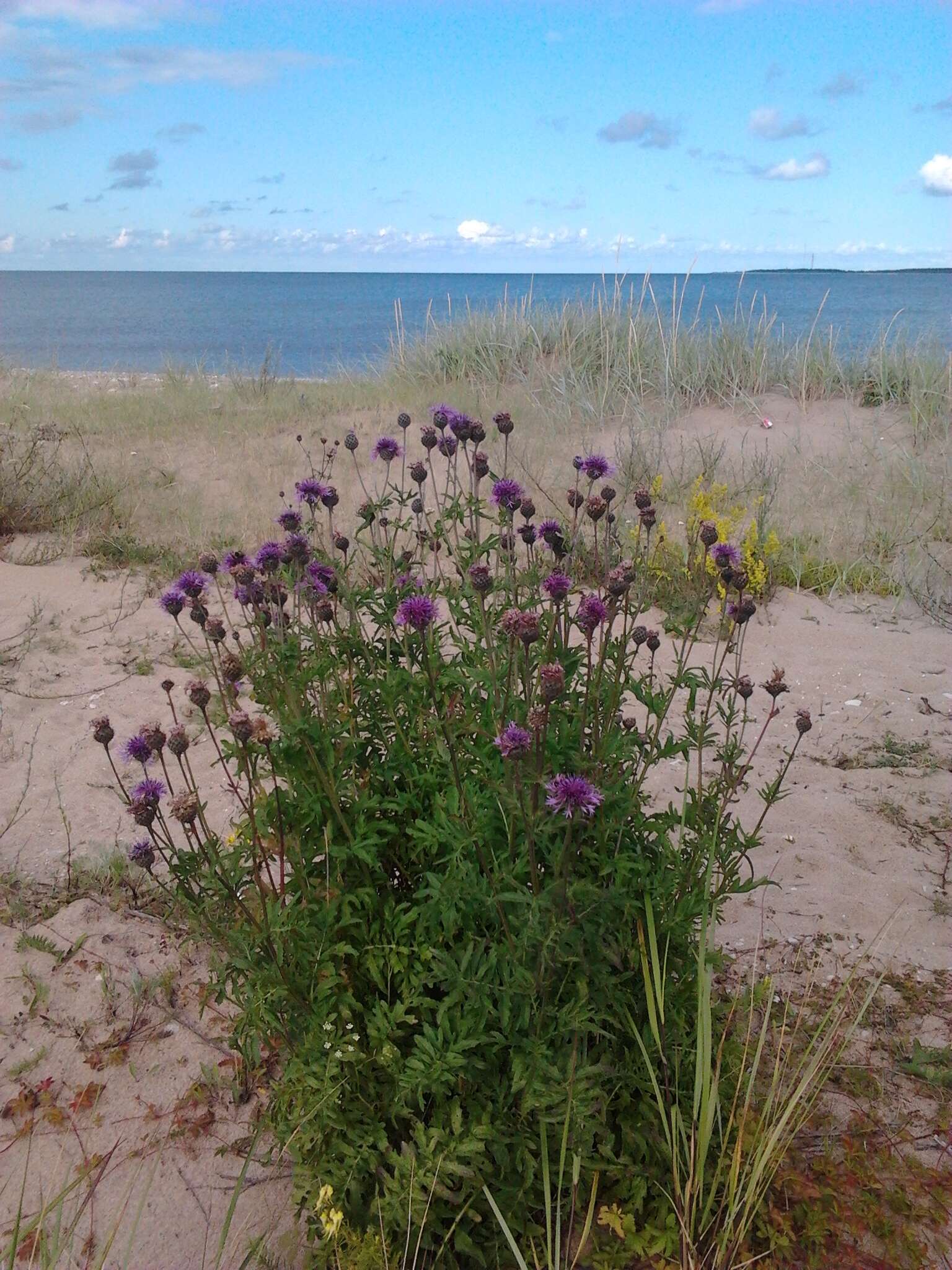 Image of brown knapweed