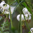 Image of Lilium taliense Franch.