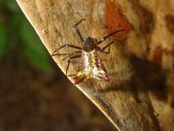 Image of Micrathena triangularis (C. L. Koch 1836)