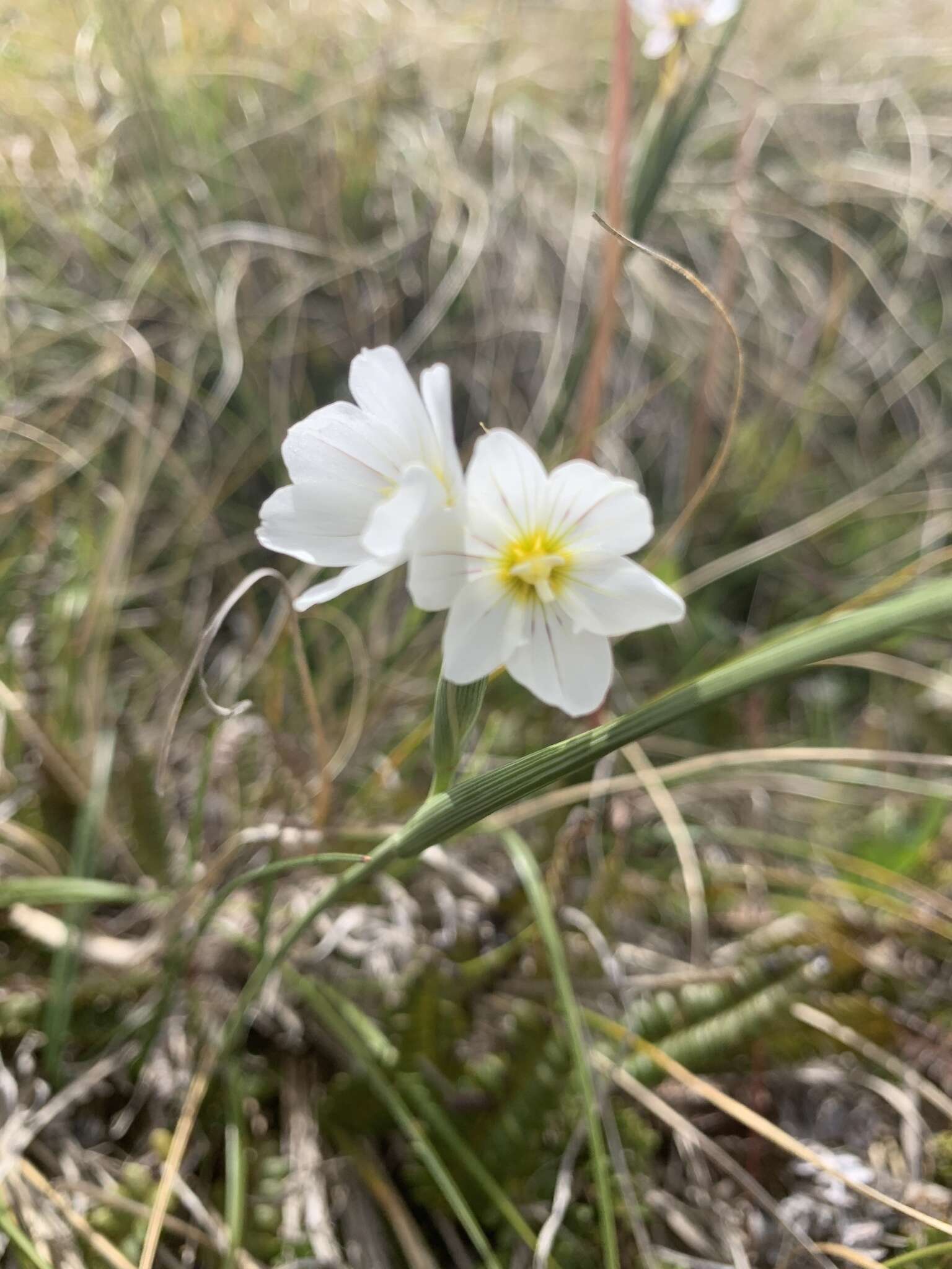 Image of Olsynium filifolium (Gaudich.) Goldblatt