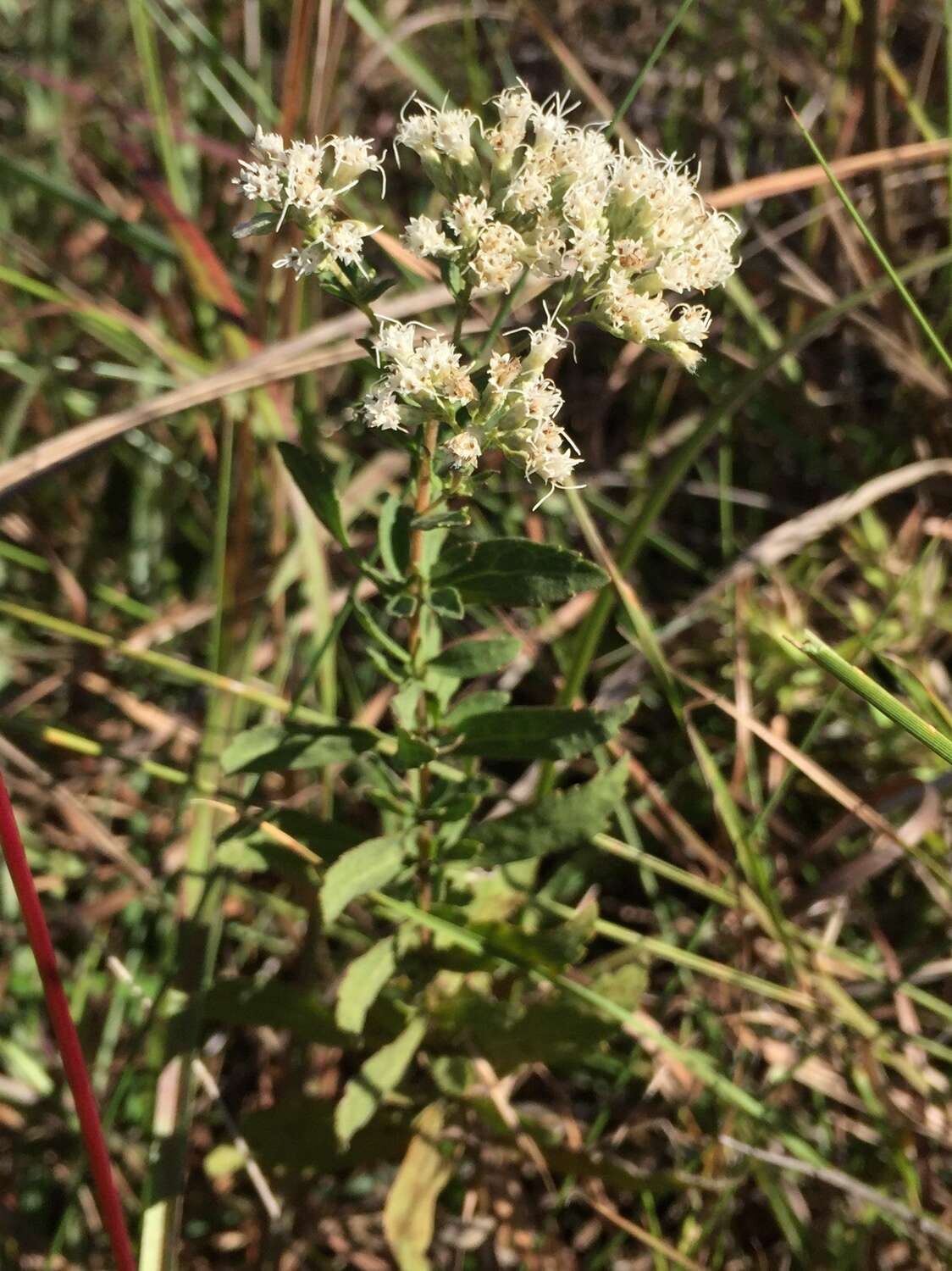 Image of Small-Flower Thoroughwort