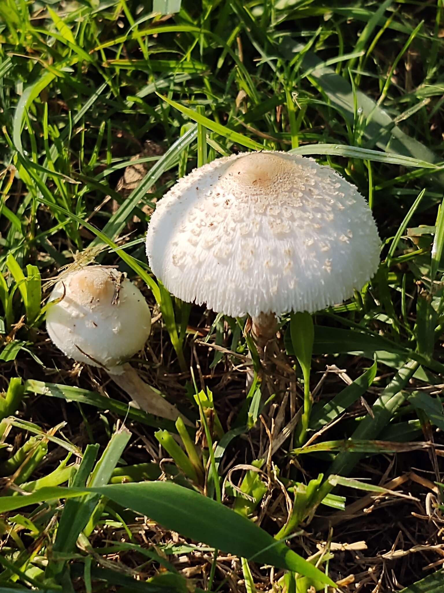 Image of Chlorophyllum hortense (Murrill) Vellinga 2002