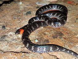 Image of Clark's Ground Snake