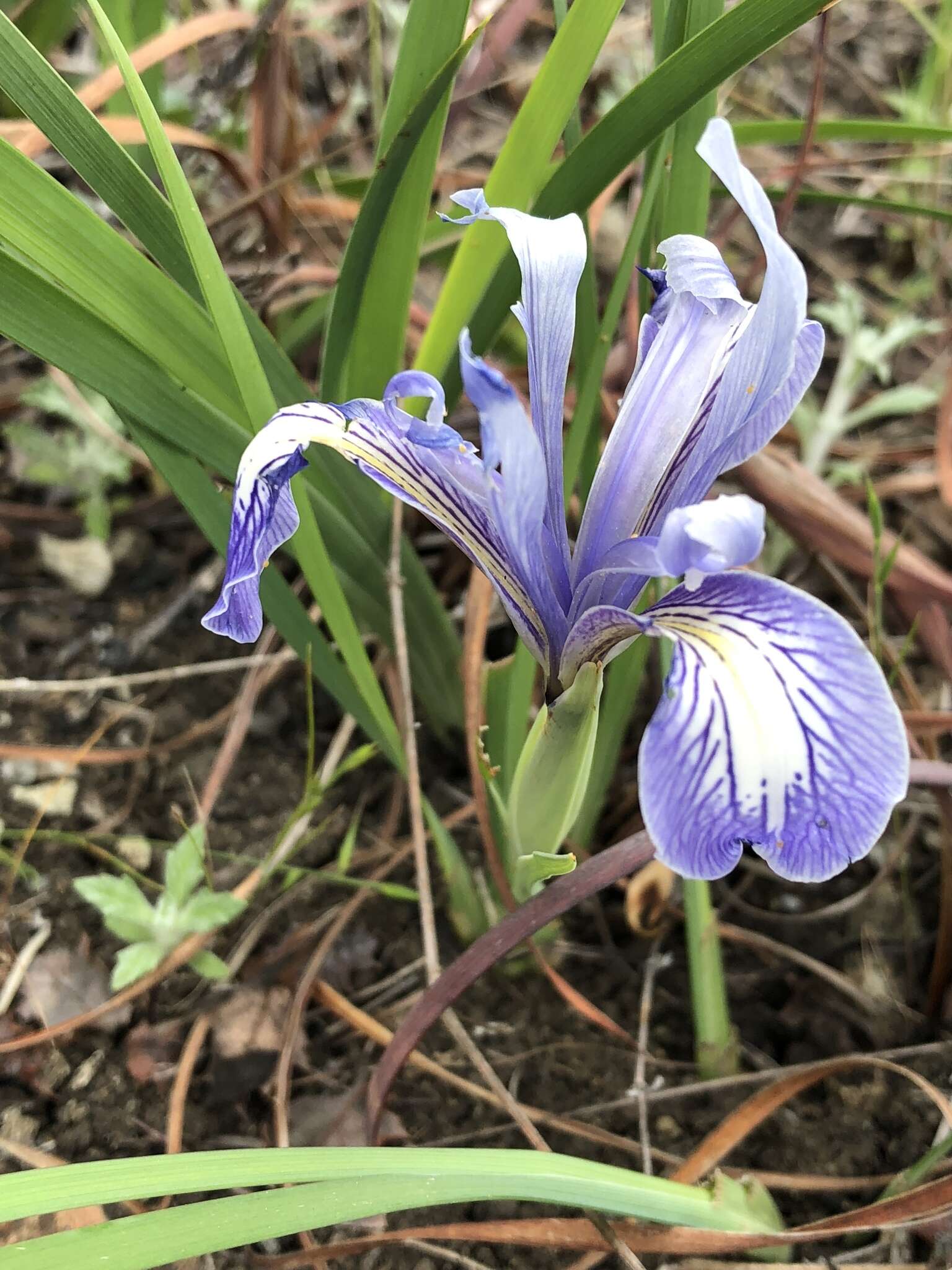 Image of bowltube iris