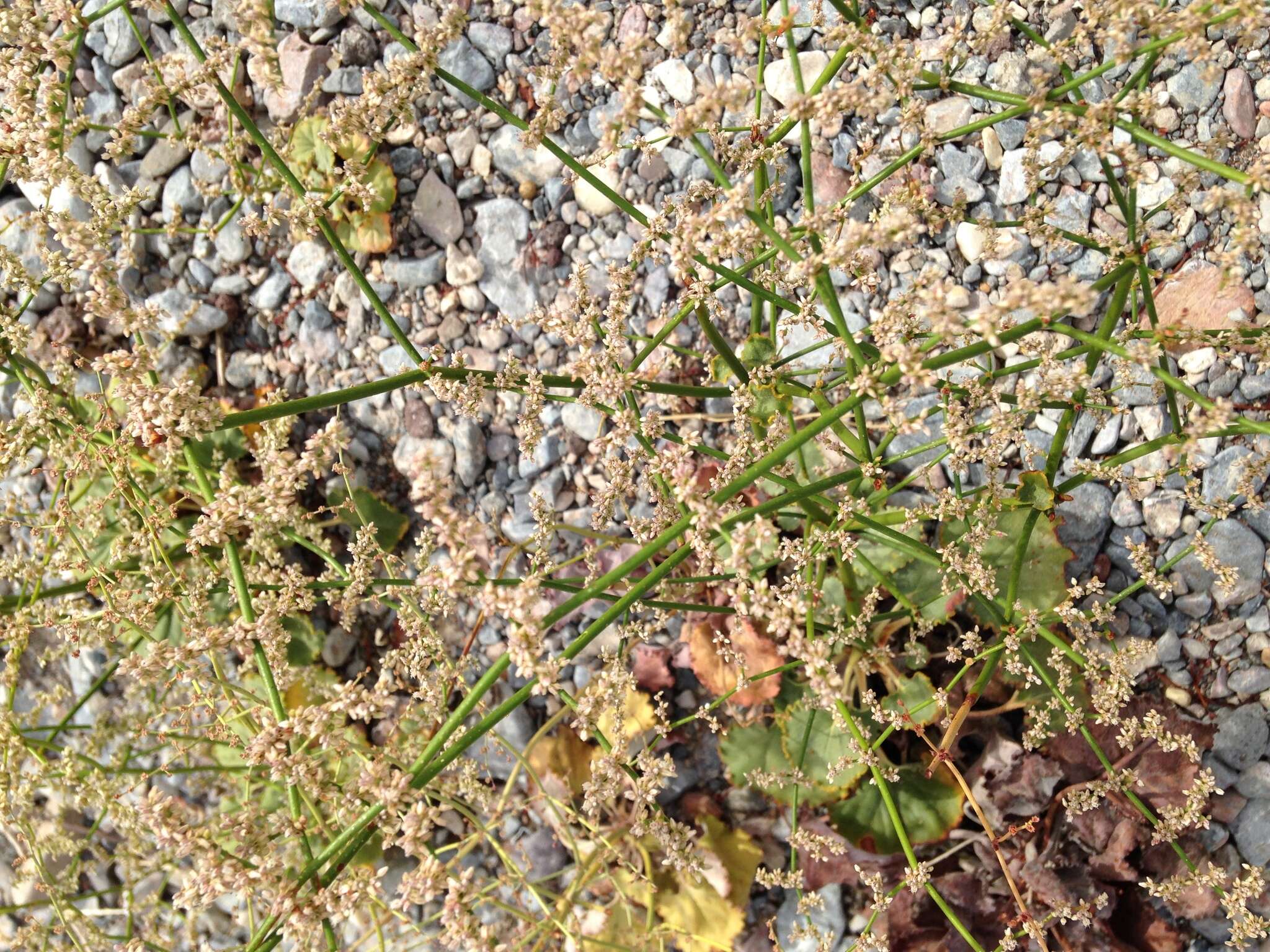 Image of robust Hoffmann's buckwheat