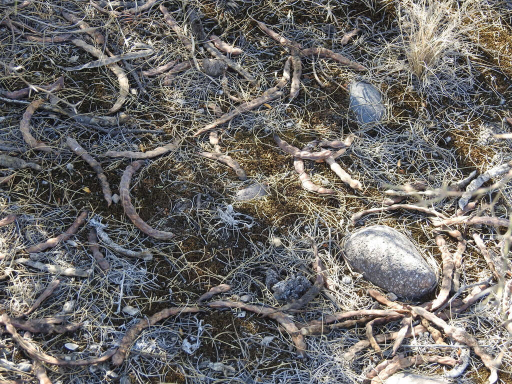 Image of Prosopis flexuosa DC.