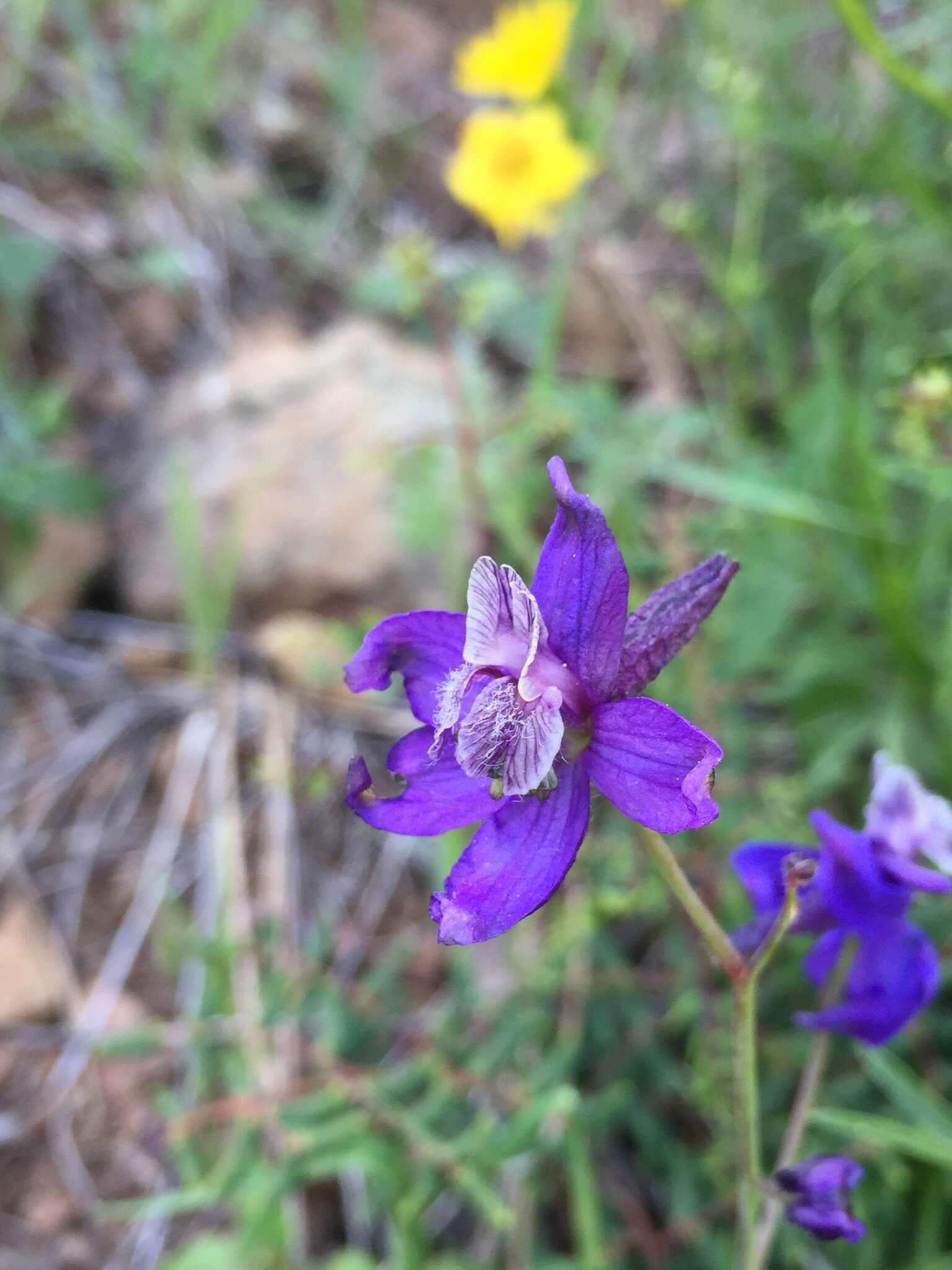 Delphinium patens subsp. patens的圖片