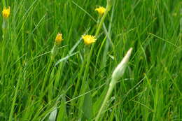 Image of Scorzonera parviflora Jacq.