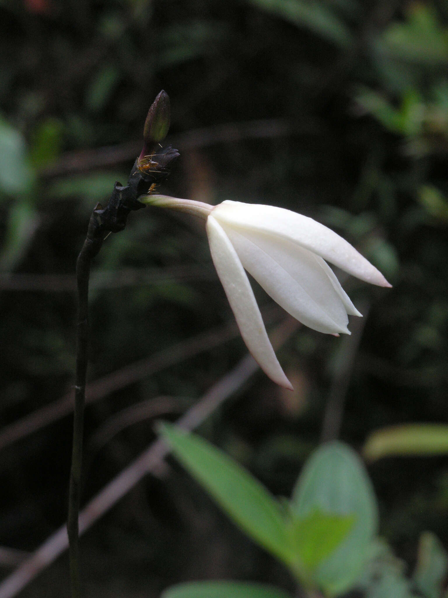 Image of Bromheadia finlaysoniana (Lindl.) Miq.