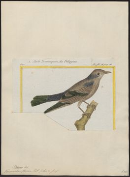 Image of <i>Agropsar sturninus</i> (Pallas 1776)