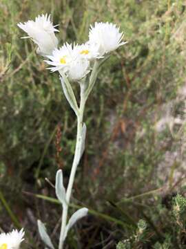 Image of Argentipallium blandowskianum (Steetz ex Sond.) P. G. Wilson