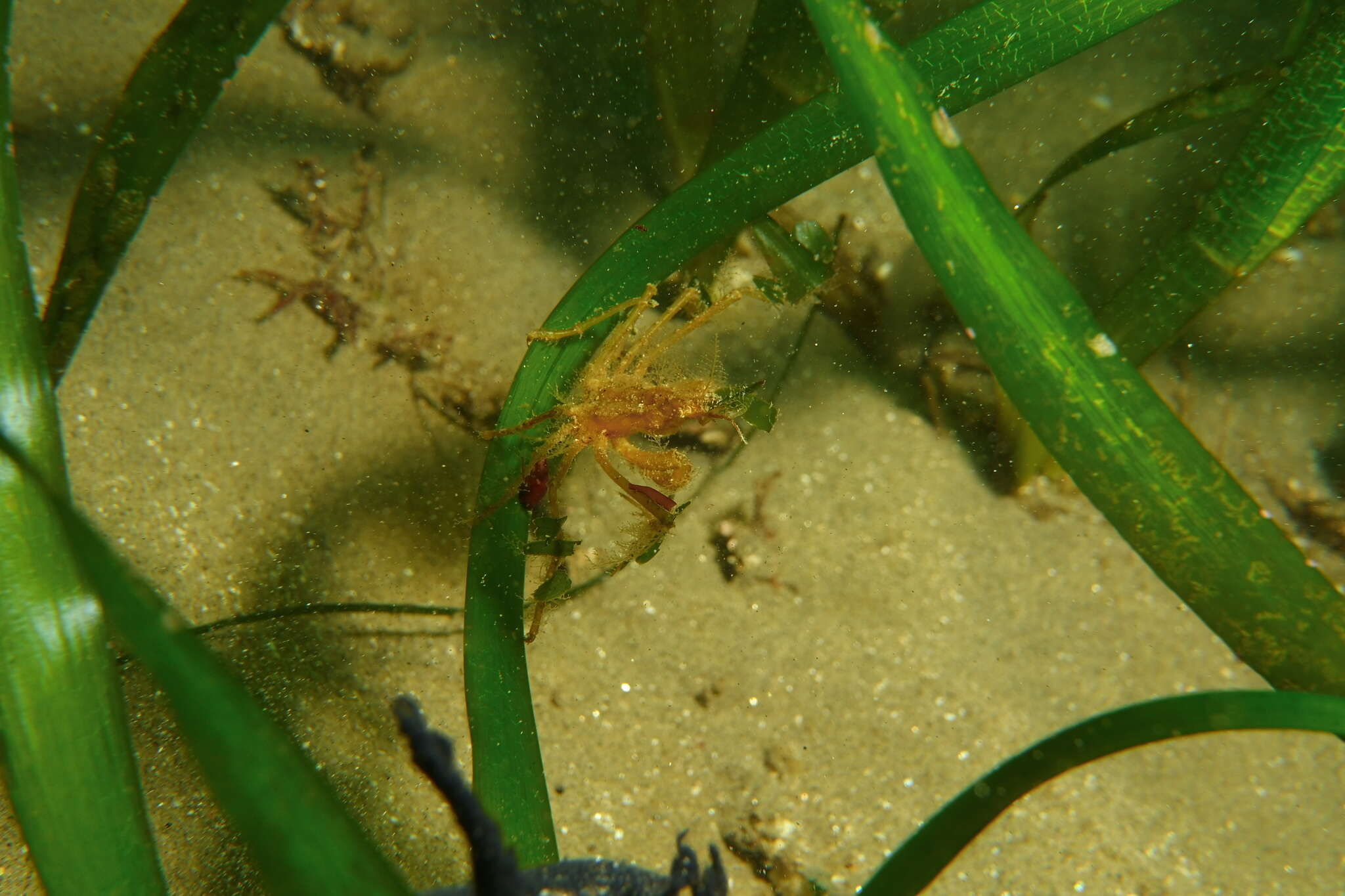 Image of Ericerodes hemphillii (Lockington 1877)