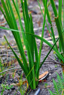 Image of Diplarrena moraea Labill.